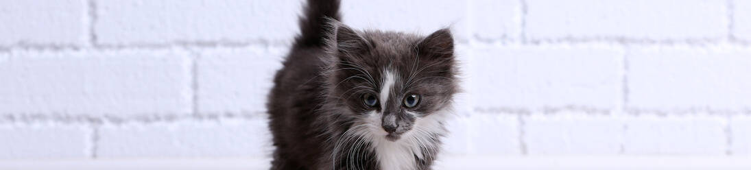 Small gray kitten on floor