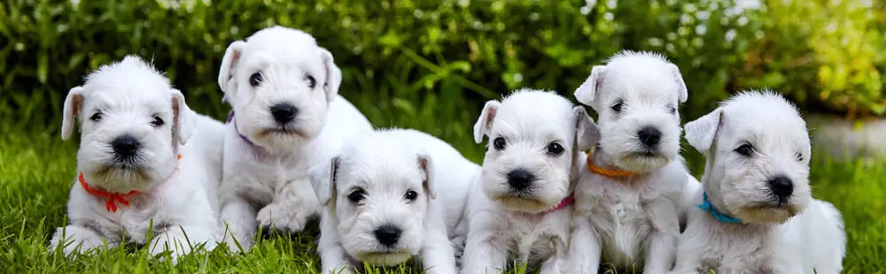 white schnauzer puppies