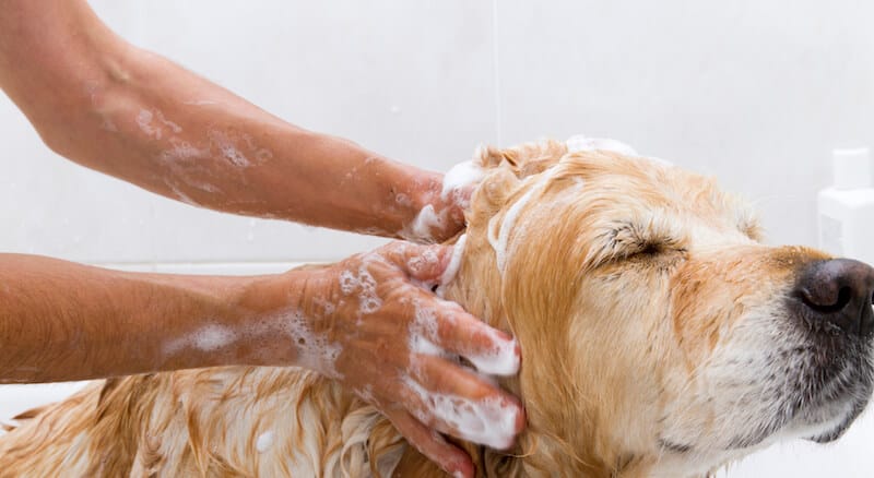 is it okay to wash dogs with human shampoo