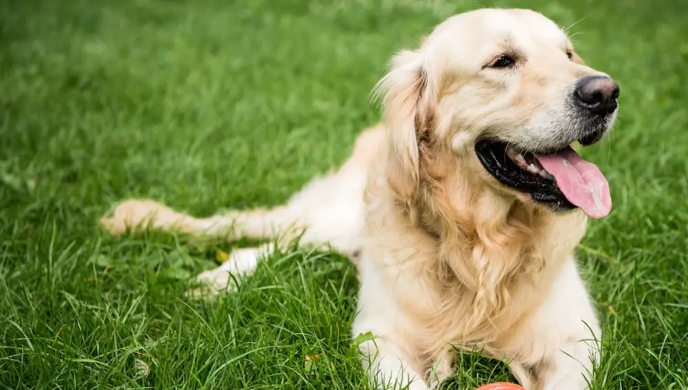 Golden Retriever shedding