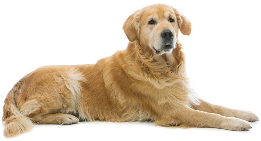 beautiul golden retrieve lying