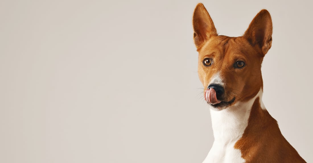 brown and white dog