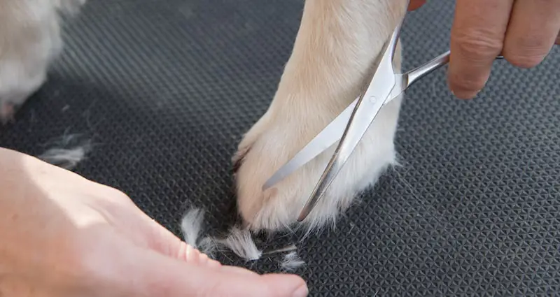 golden retriever grooming