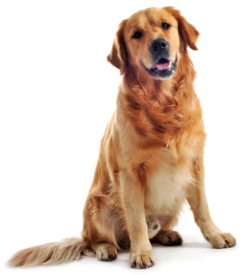 golden retriever shedding