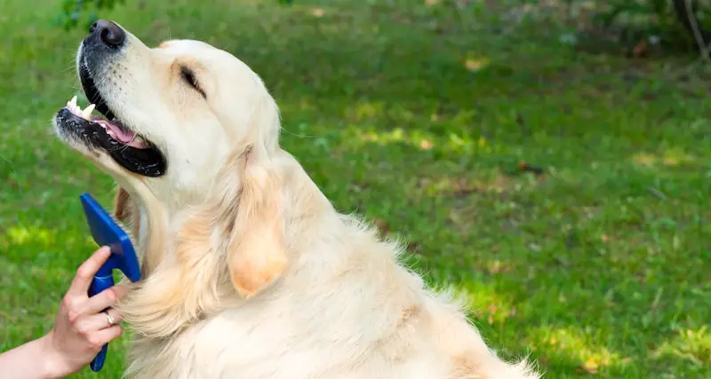 Best Brush For A Golden Retriever Buying Guide And Top 6