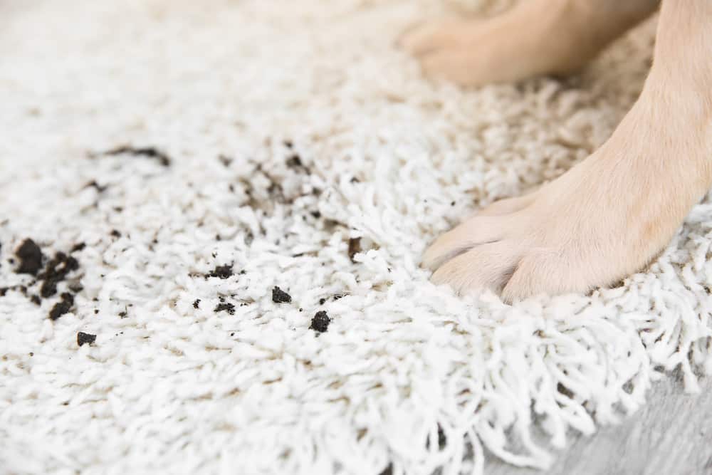 Puppy paws on dirty carpet