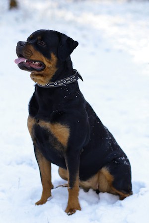 rottweiler winter coat