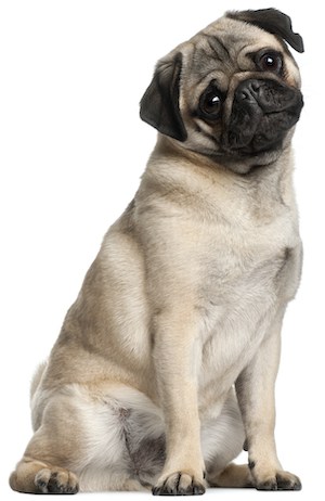 do pugs shed? and how to minimize heavy shedding