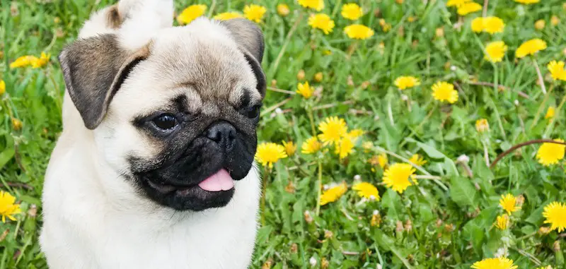 Do Pugs Shed? (And how to minimize heavy shedding) | PetHairPatrol
