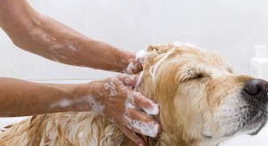 shampooig a golden retriever