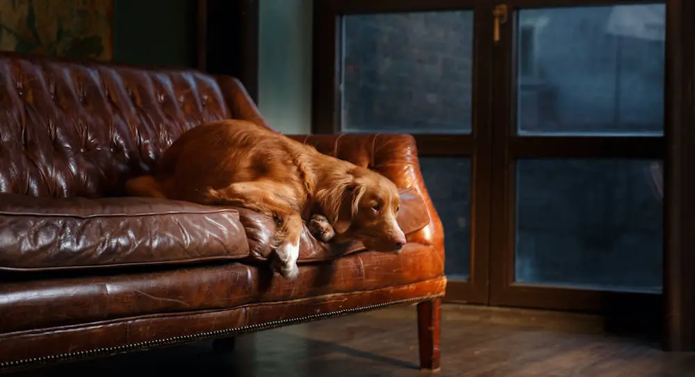 durable leather sofa pets