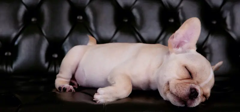puppy on leather couch